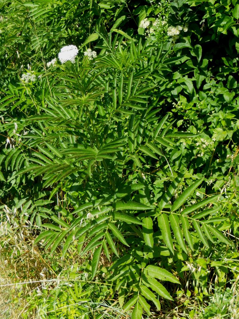 Corimbi bianchi: Sambucus ebulus